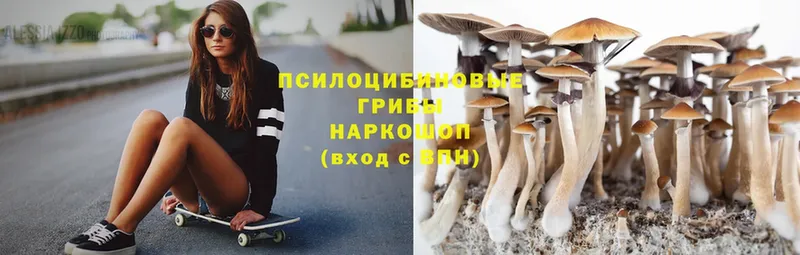 Псилоцибиновые грибы Psilocybine cubensis  Казань 